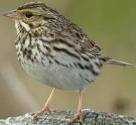 Savannah Sparrow