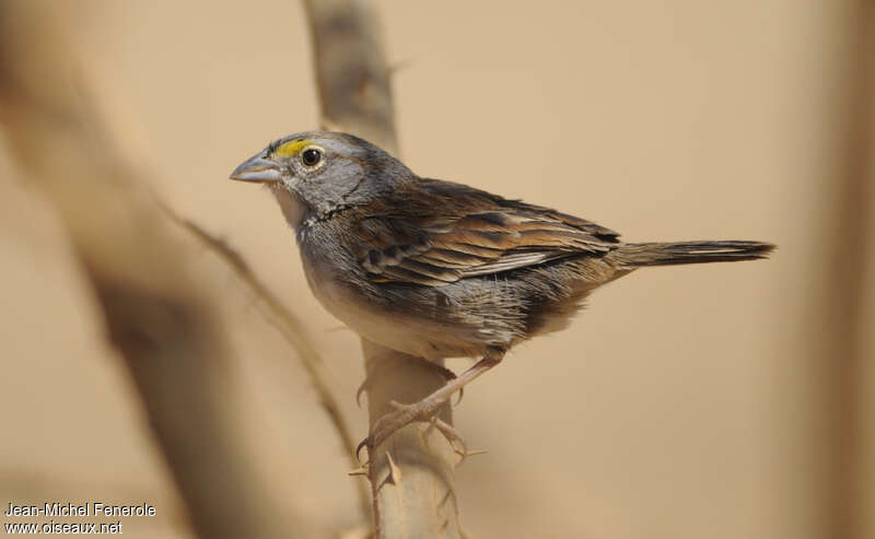 Grassland Sparrowadult breeding