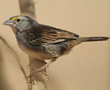 Grassland Sparrow