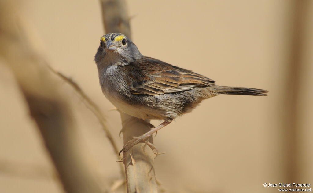 Grassland Sparrow