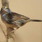 Bruant des savanes