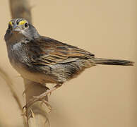 Grassland Sparrow