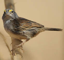 Bruant des savanes