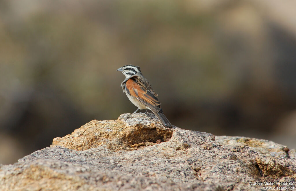 Bruant du Cap, identification