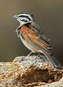 Cape Bunting