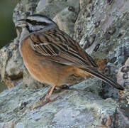 Rock Bunting