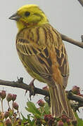 Yellowhammer