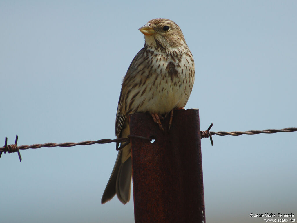 Corn Bunting