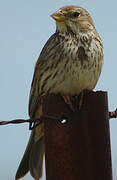 Corn Bunting