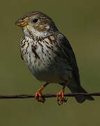 Corn Bunting