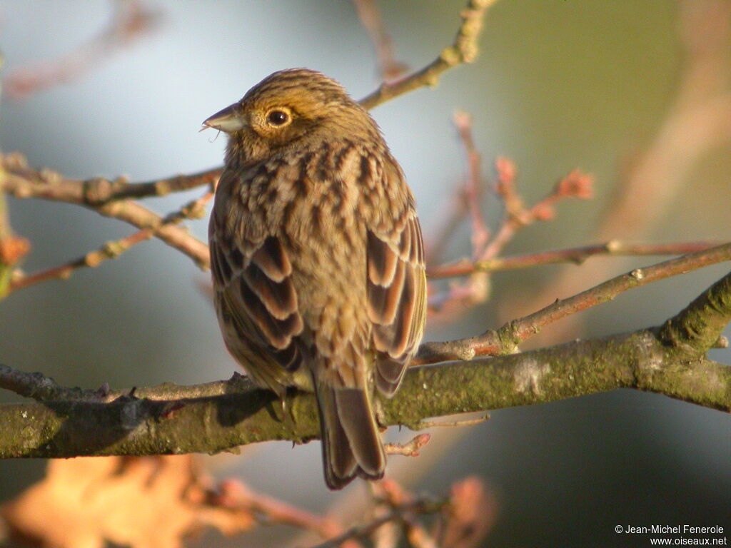 Cirl Bunting