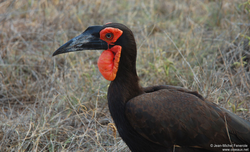 Southern Ground Hornbill