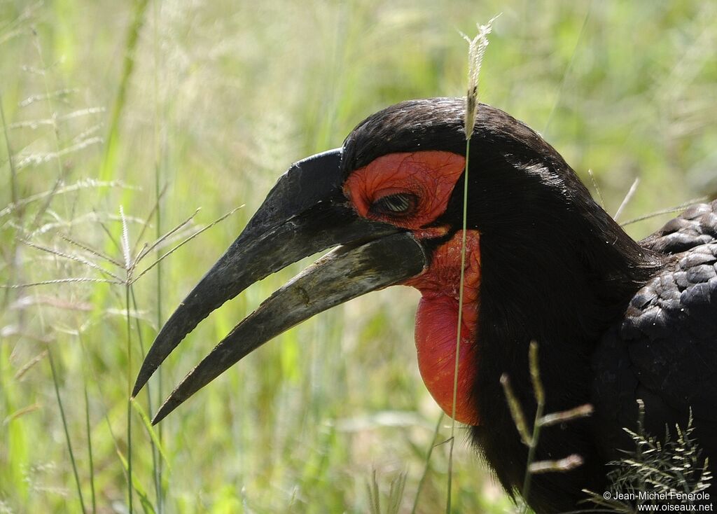 Southern Ground Hornbill