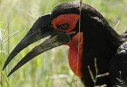 Southern Ground Hornbill