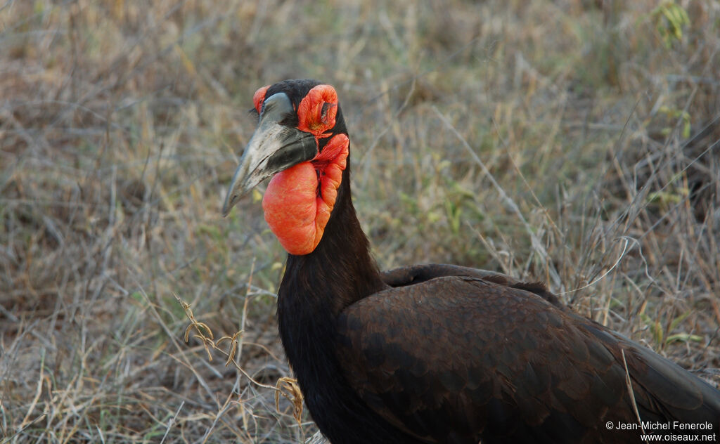 Southern Ground Hornbill