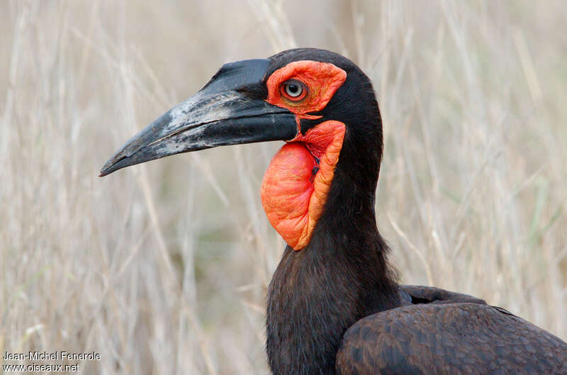Southern Ground Hornbill male adult, close-up portrait