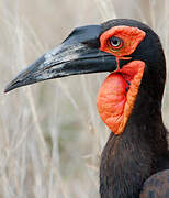 Southern Ground Hornbill