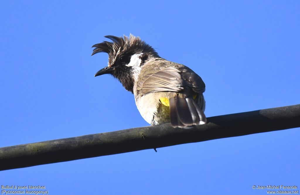 Bulbul à joues blanches