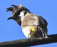 Himalayan Bulbul