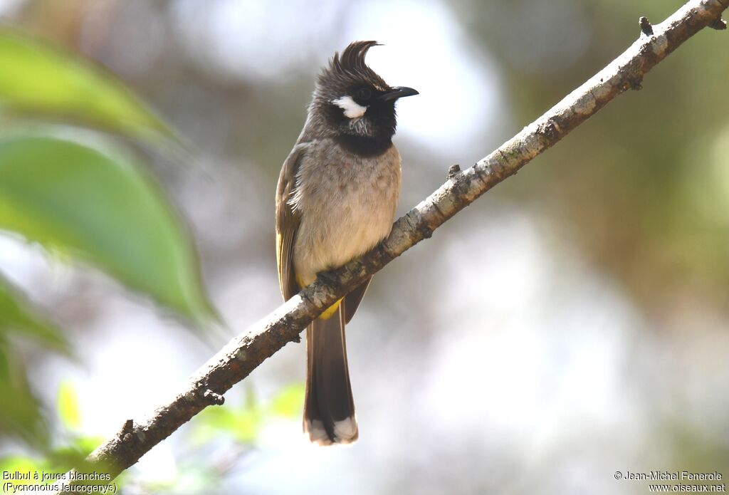 Bulbul à joues blanches