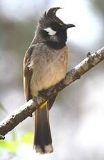 Bulbul à joues blanches