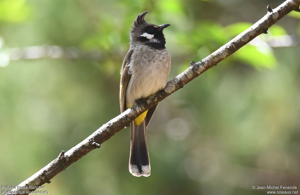 Himalayan Bulbul