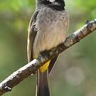 Bulbul à joues blanches