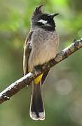 Himalayan Bulbul