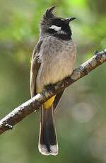 Bulbul à joues blanches