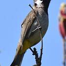 Bulbul à joues blanches