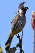 Bulbul à joues blanches