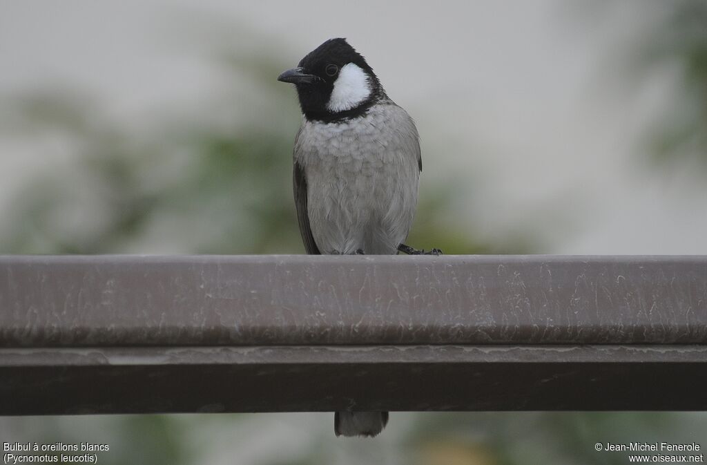 White-eared Bulbul