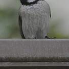 Bulbul à oreillons blancs