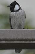 White-eared Bulbul