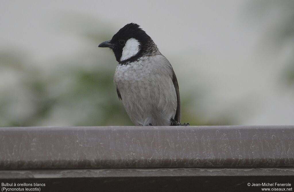 Bulbul à oreillons blancs