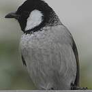 Bulbul à oreillons blancs
