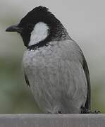 White-eared Bulbul