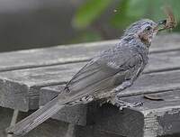 Bulbul à oreillons bruns