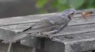 Brown-eared Bulbul