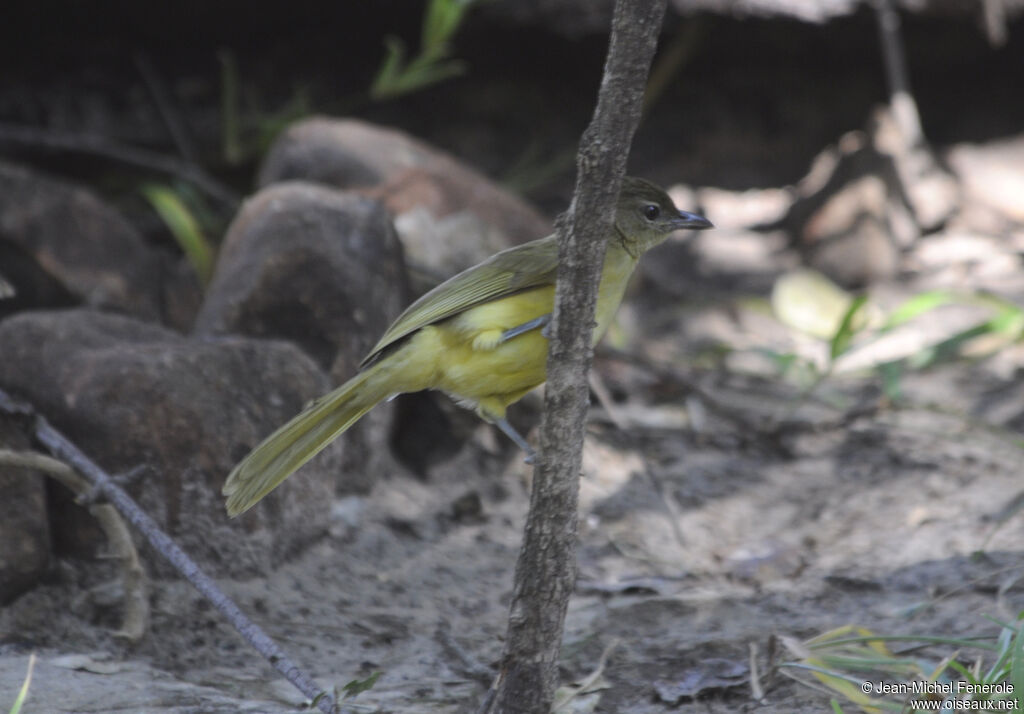 Bulbul à poitrine jaune