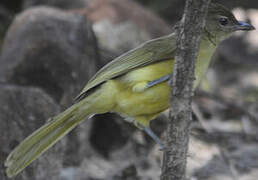 Bulbul à poitrine jaune