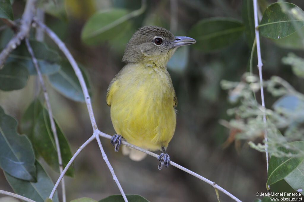 Yellow-bellied Greenbul