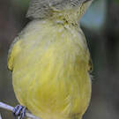 Bulbul à poitrine jaune