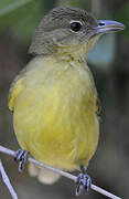 Yellow-bellied Greenbul