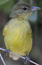 Bulbul à poitrine jaune