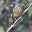 Bulbul à semi-collier