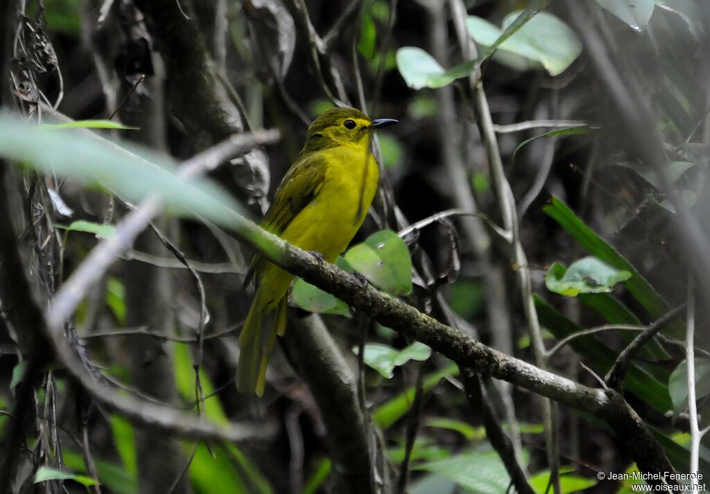 Yellow-browed Bulbul