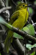 Yellow-browed Bulbul