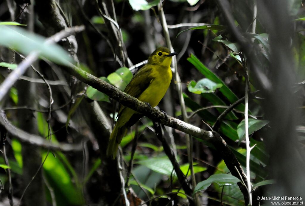 Yellow-browed Bulbul