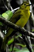 Yellow-browed Bulbul